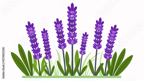 Vector illustration of lavender flowers with green leaves isolated on white background