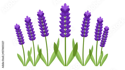 Vector illustration of lavender flowers with green leaves isolated on white background