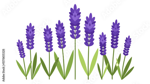 Vector illustration of illustration of several lavender flowers isolated on white background