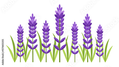 Vector illustration of lavender flowers with green leaves isolated on white background