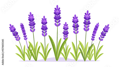 Vector illustration of lavender flowers with green leaves isolated on white background