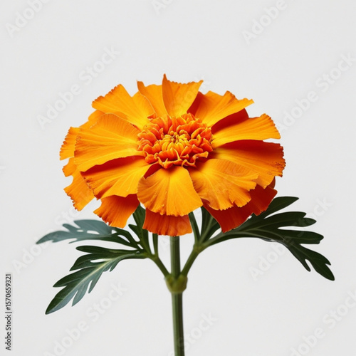 A single orange marigold flower with green stem and leaves against a white background showing details created with generated ai