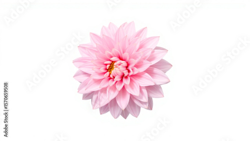Close up of a vibrant pink dahlia flower with delicate petals in full bloom on a white background view created with generated ai