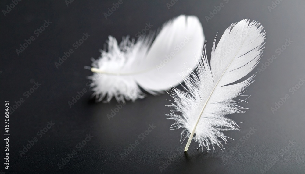 Fototapeta premium Minimalist composition of two white feathers on dark background