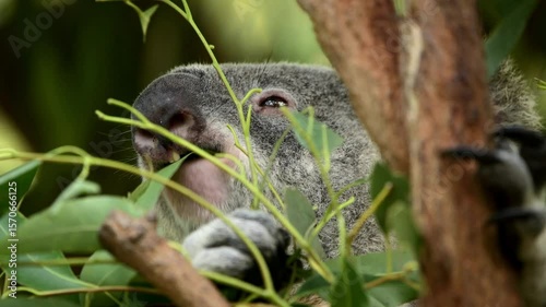 Australian Koala eating fresh eucalyptus leaves in Brisbane, Queensland.