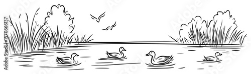 duck pond wetlands line art vector landscape illustration