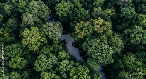 Aerial View of Lush Green Forest Canopy with Winding River