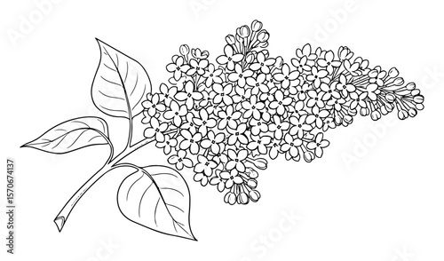 lilac flower branch with leaves sketch