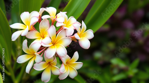 Macro Closeup of Beautiful White and Yellow Plumeria (Frangipani) Flowers