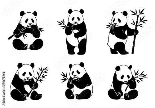 Vector silhouette of a collection of six cute panda silhouettes, each depicted in a different pose while eating bamboo, isolated on a wh