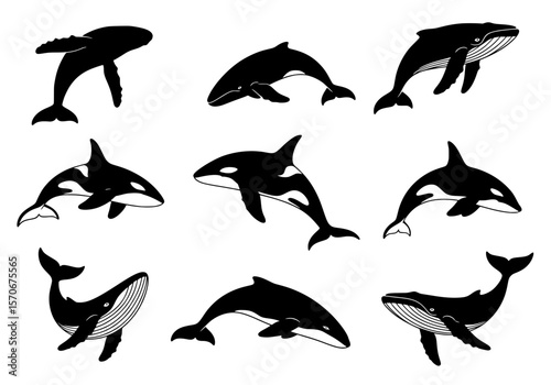 Vector silhouette of a diverse collection of whale and dolphin silhouettes isolated on white background