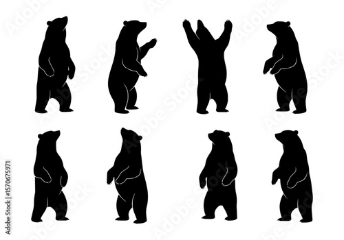 Vector silhouette of collection of bear silhouettes in various standing poses isolated on white background