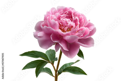 Fototapeta Naklejka Na Ścianę i Meble -  Close up of a delicate pink peony flower with water droplets on its petals and green leaves isolated on transparent background