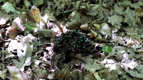 Flies feeding on dung against the muted, earthy tones of the surrounding foliage