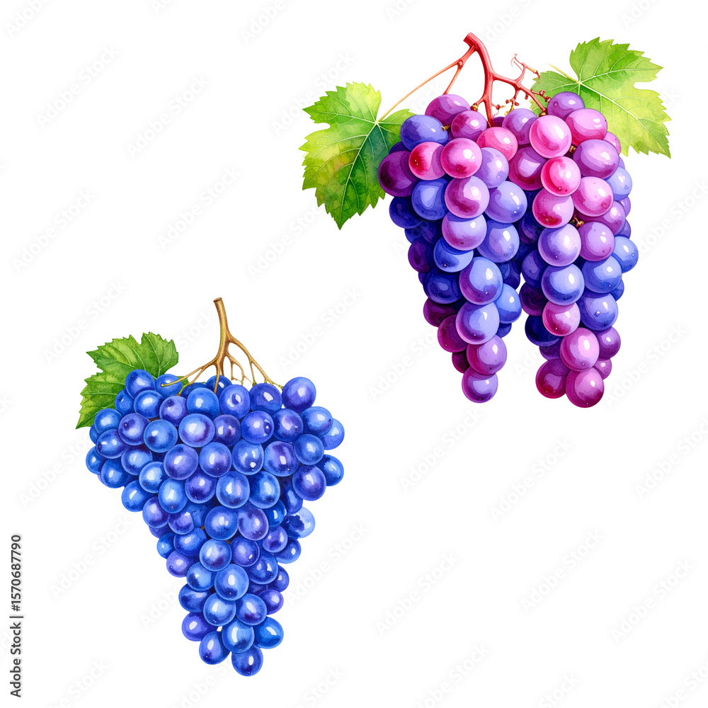 Fototapeta premium Fresh ripe red grapes with bright green leaves on the vine, isolated on a white background