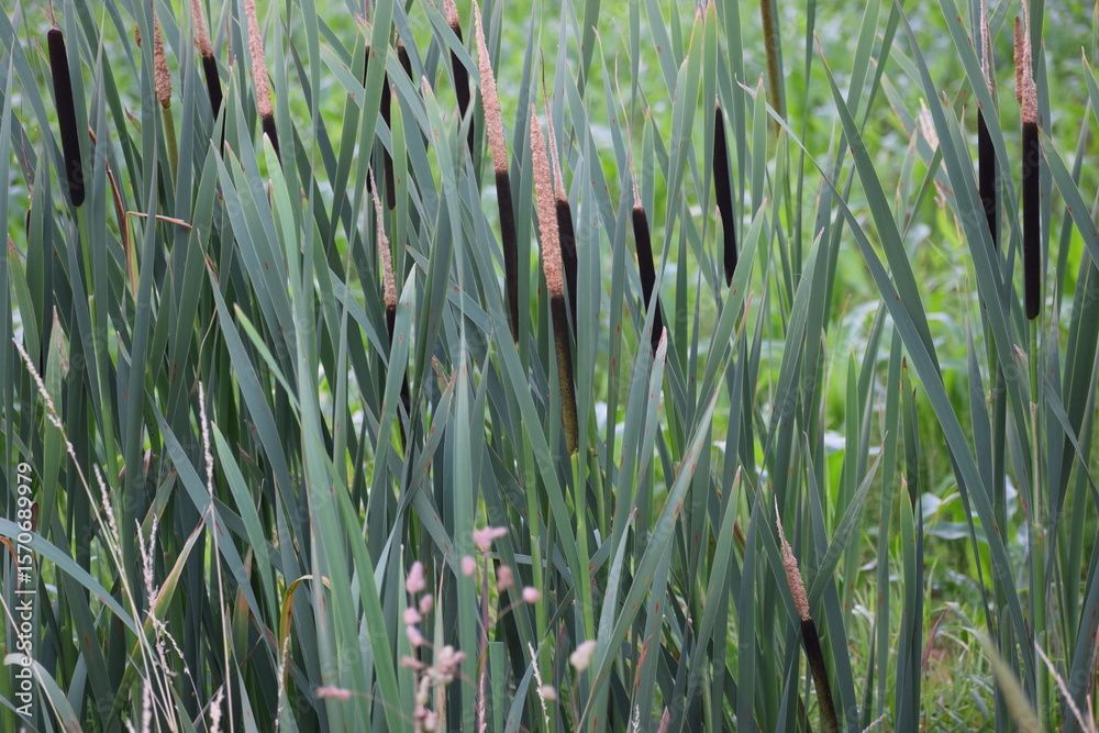 Fototapeta premium close up of green grass