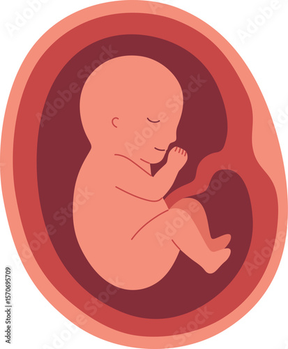 Pregnancy Illustration - Fetal Development 6 Month

