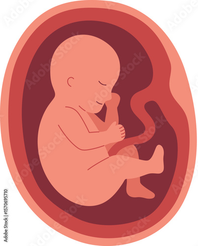 Pregnancy Illustration - Fetal Development 7 Month

