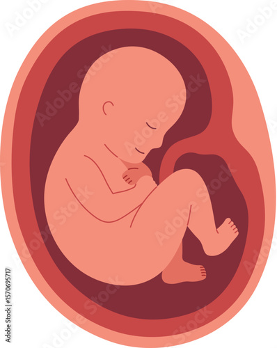 Pregnancy Illustration - Fetal Development 8 Month

