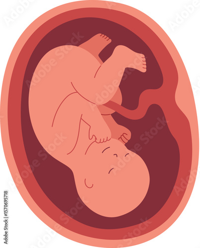 Pregnancy Illustration - Fetal Development 9 Month

