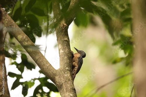 The ashy woodpecker (Mulleripicus fulvus) is a species of bird in the woodpecker family Picidae. It is endemic to Sulawesi island, Indonesia.