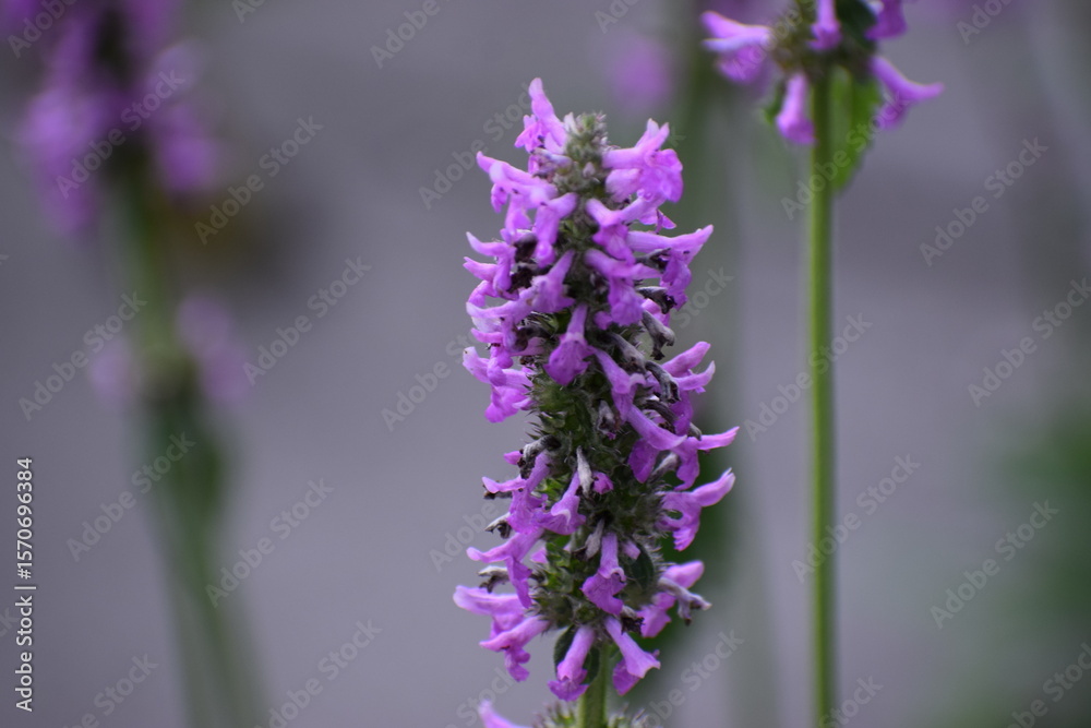 Obraz premium a selective focus shot of purple flower