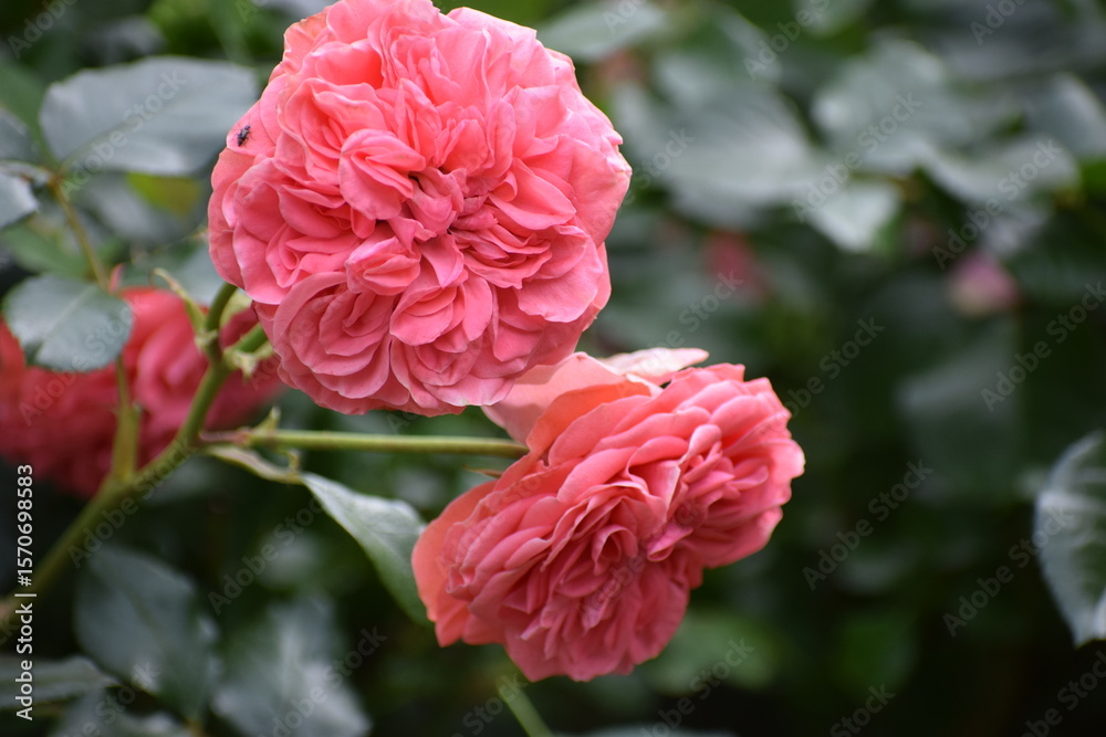 beautiful roses in the garden beautiful roses in the garden