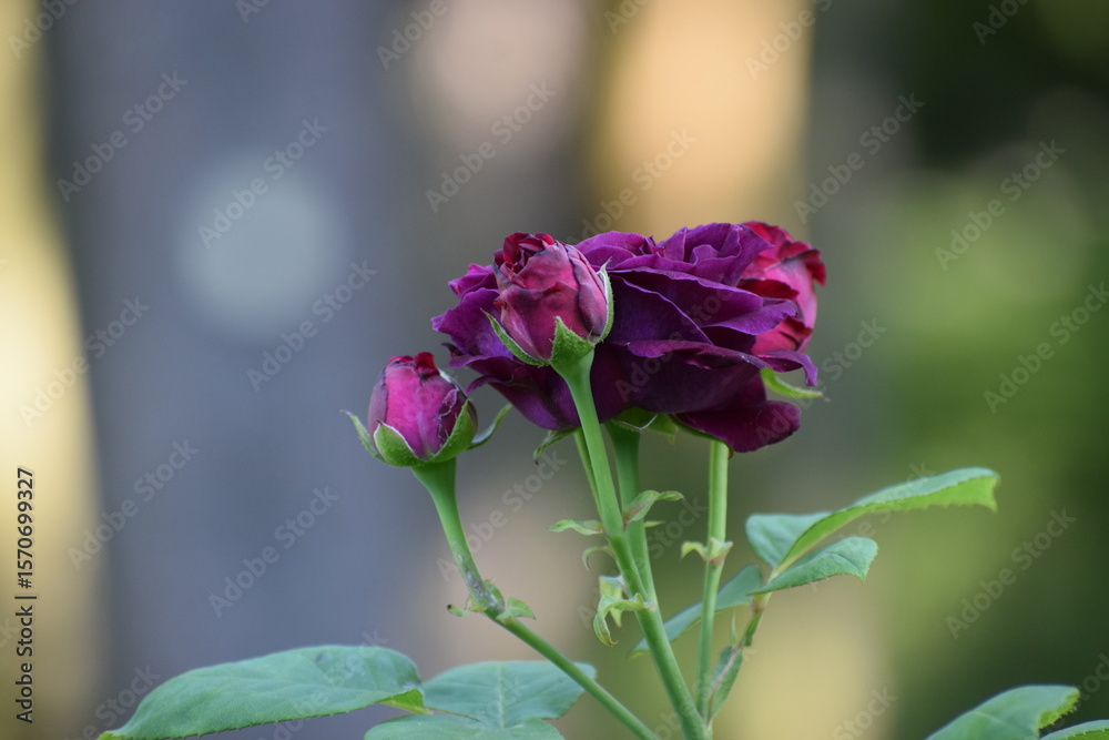 Fototapeta premium beautiful flowers in the garden