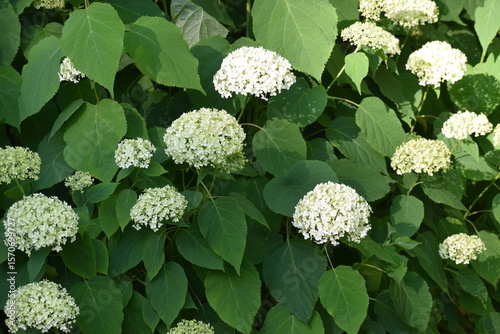 Fototapeta Naklejka Na Ścianę i Meble -  white flowers in the garden