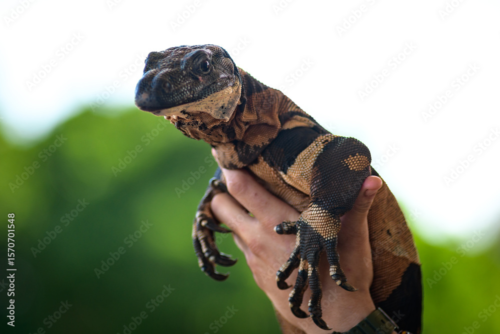 Fotografija A goanna is any one of several species of lizard of the genus Varanus found in Australia and Southeast Asia