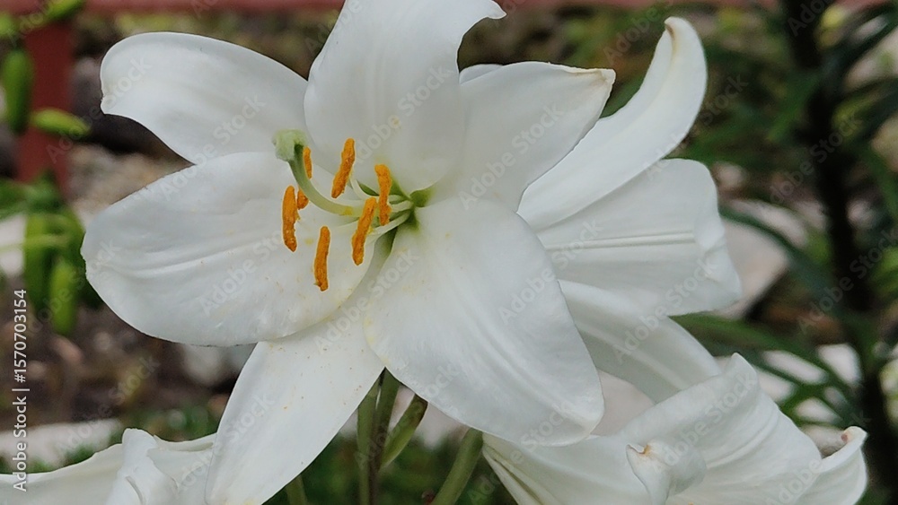 Fototapeta premium white flower lily in the garden in summer time