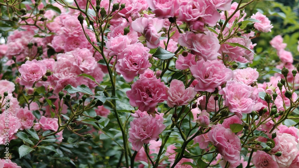 Naklejka premium beautiful flowers in the garden