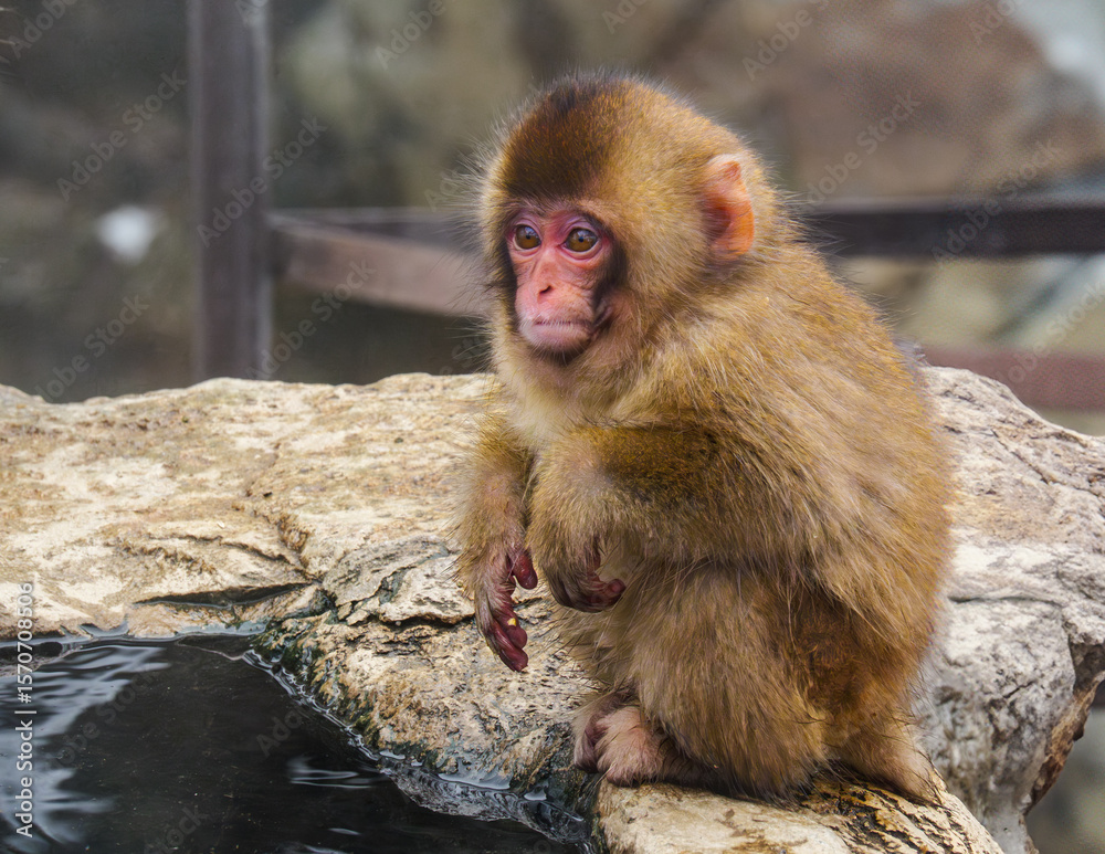 Naklejka premium 地獄谷の子ザル