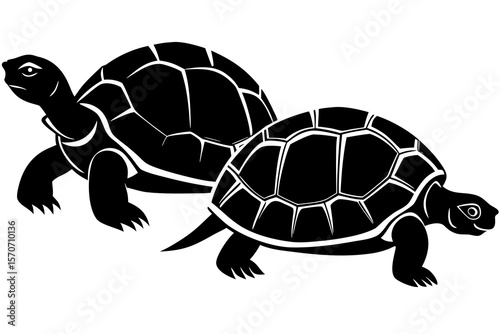 turtle vector illustration