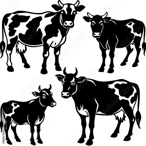 black and white cows