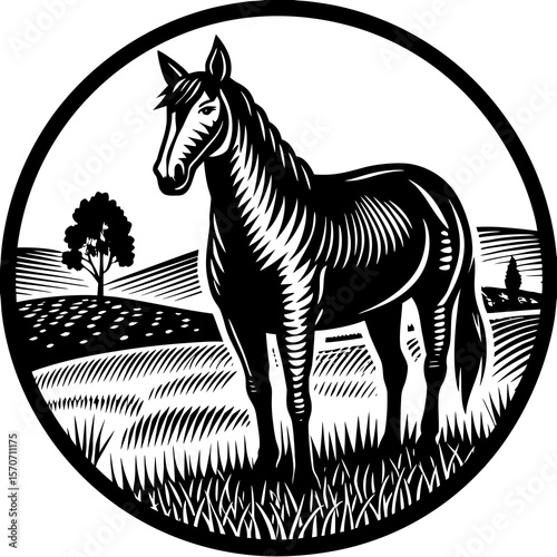 zebra vector illustration