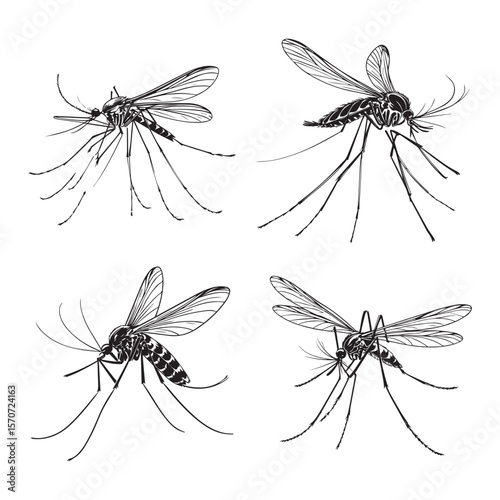 mosquito vector illustration outline black and white vector