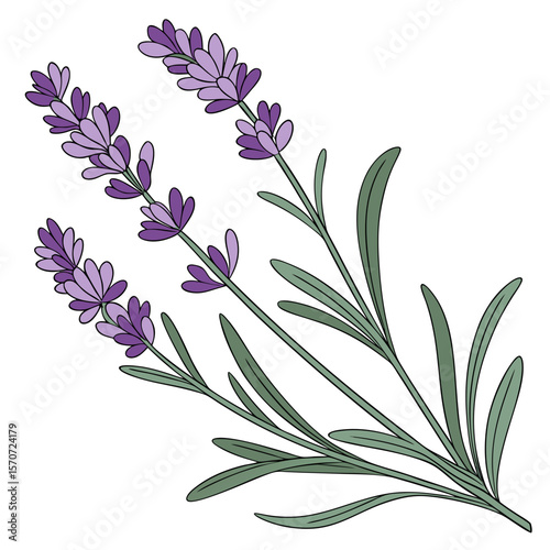 Beautiful digital illustration of lavender flowers and green leaves on a white background