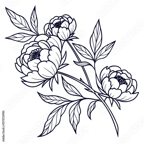 Elegant black and white line art illustration of peony flowers and leaves