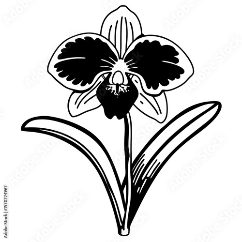 Elegant black and white orchid flower isolated artwork with transparent background