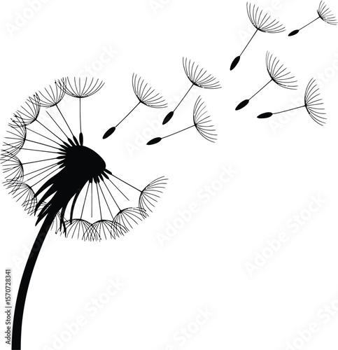Dandelion seed head silhouette