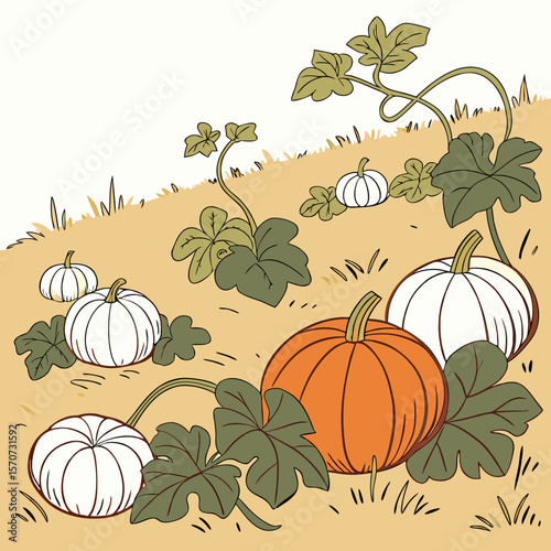 Orange and white pumpkins growing on vines autumn harvest