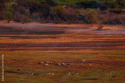 Africa landscape from air, herd of zebras in Botswana, Okavango delta. Evening light in nature. Africa wildlife. photo