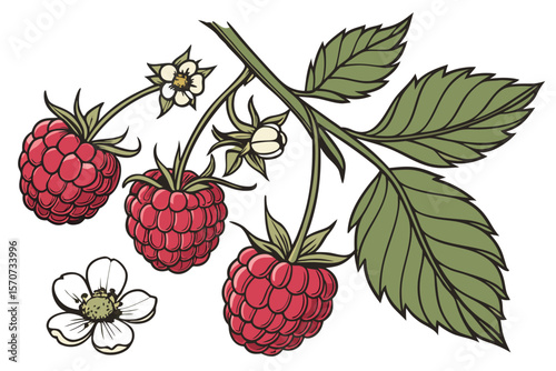  raspberries, red raspberries, red berries, fresh raspberries, raspberry bush, raspberry plant, raspberries with leaves, raspberries with flowers, raspberries close-up, detailed raspberries, realist