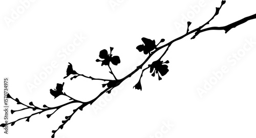 Silhouette of a branch with flowers, isolated on white.