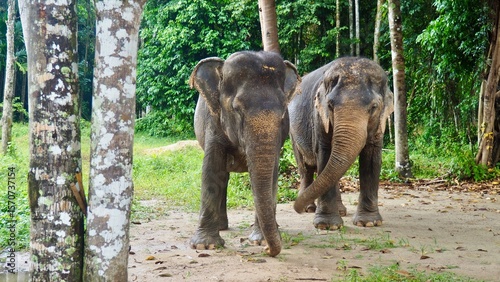 Фотография Couple of Asian elephants in an elephant sanctuary in Philet, Thailand