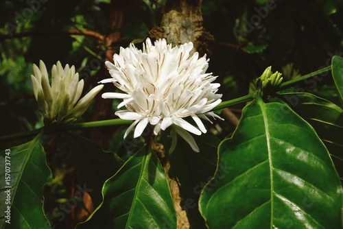 Coffee tree blossom with white color flower close up view                                                  