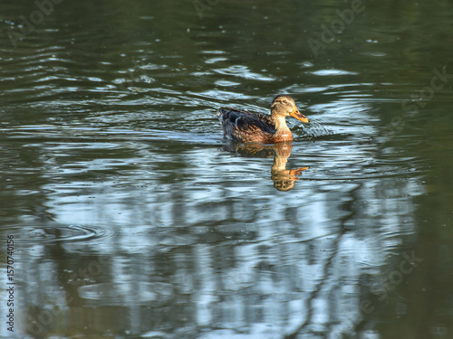 Female mallard duck swimming on the water in the morninrg