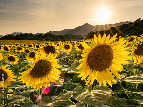 夏の夕方の満開の向日葵畑　香川県のまんのう町