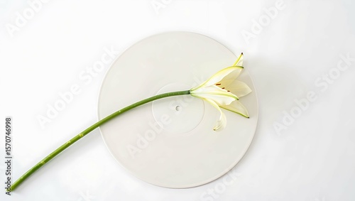 Anniversary album a lily s serenade